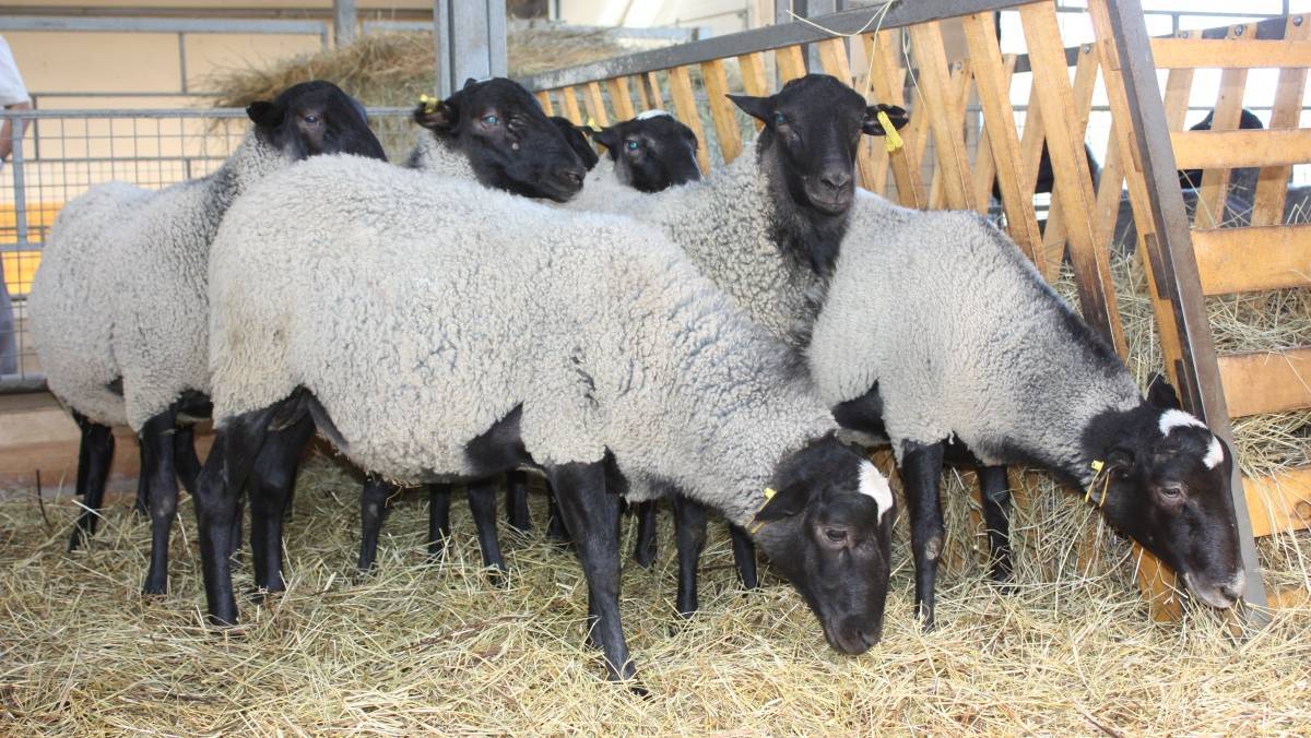 Причины ценуроза у овец, первая симптоматика, правила лечения и профилактики
