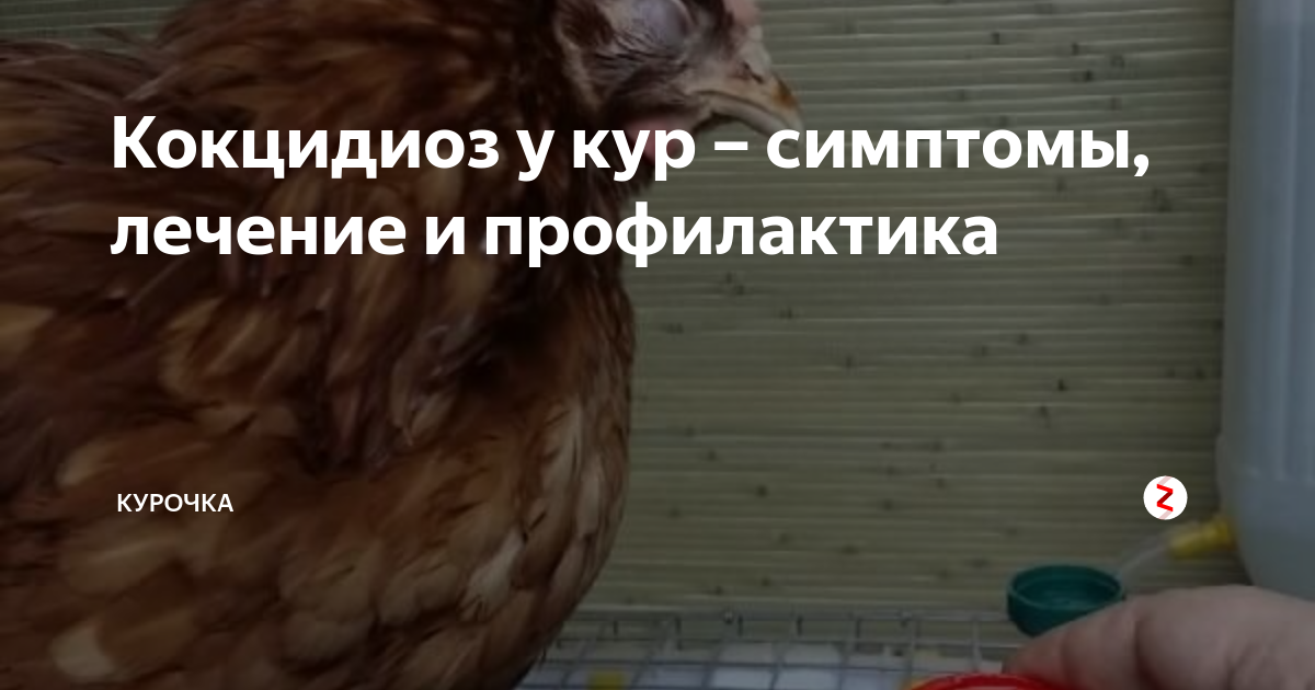 Можно ли есть мясо курицы больной кокцидиозом — паразиты человека