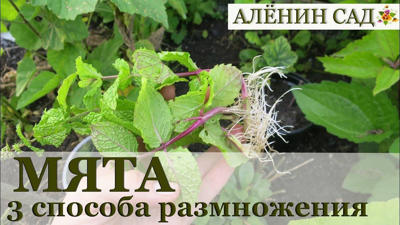Как посадить мяту на даче — как размножается