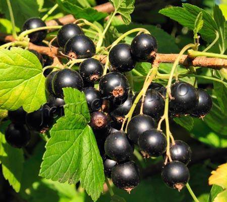 Сорт чёрной смородины ядрёная – гигантские ягоды на вашем садовом участке