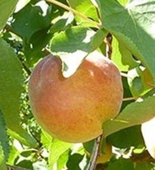 Дегустационная оценка яблок по сортам
