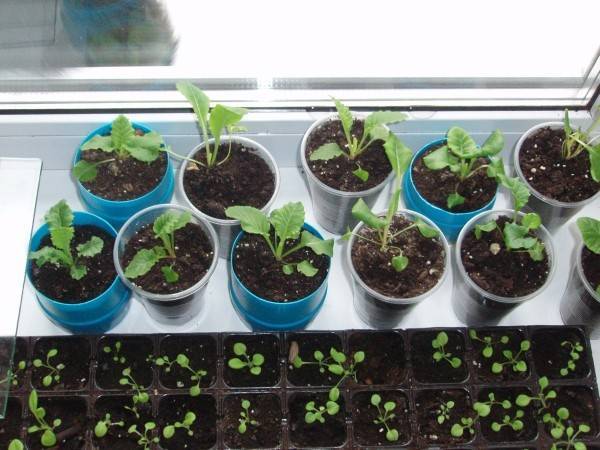 Мята: выращивание из семян дома и в саду