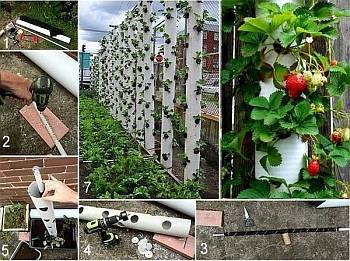 Выращиваем садовую землянику (клубнику) по голландской технологии