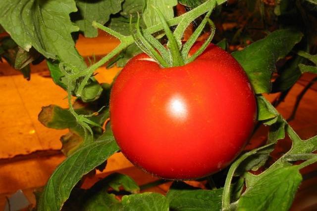 Низкорослые помидоры — самые урожайные сорта и особенности их выращивания (видео + 120 фото)