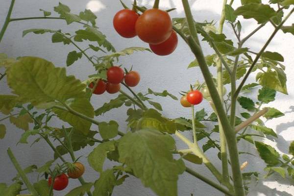 Описание сорта томата ослиные уши, его характеристика и урожайность