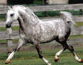 Чубарая масть лошади: какой это цвет и оттенки, у каких пород бывает