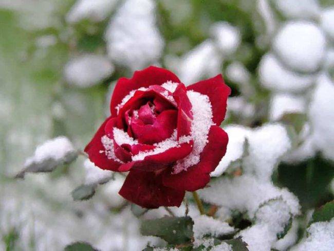 Роза морсдаг (morsdag) — разновидности почвопокровного растения