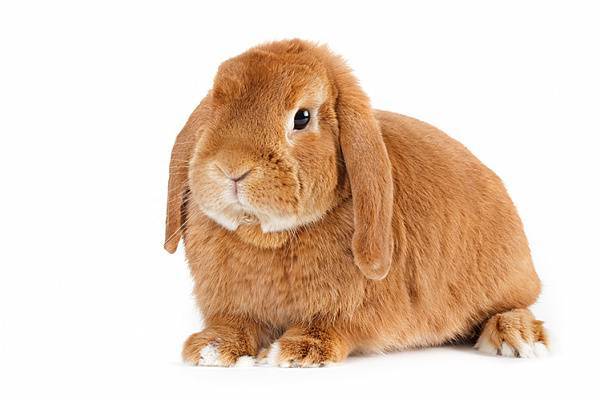 Кролик баран: характеристика породы, содержание, отзывы