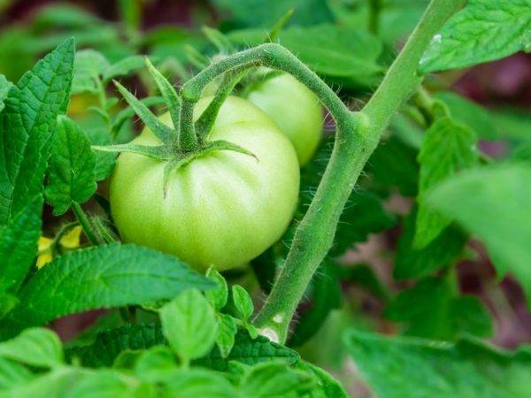 Характеристика и описание сорта помидоров полбиг