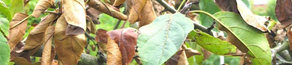 Почему чернеют листья у яблони: как бороться, профилактика
