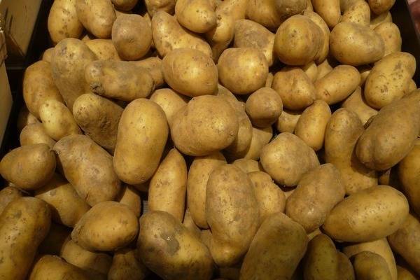 Характеристика раннего картофеля импала с фото и отзывами