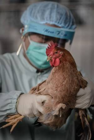 Опасность птичьего гриппа для человека — как передается, первые симптомы, профилактика и лечение