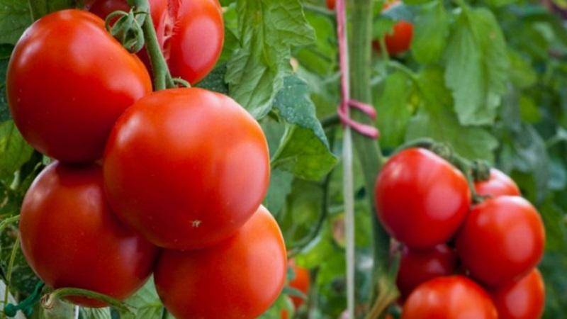 Описание сорта томата Владимир F1, его характеристика и выращивание