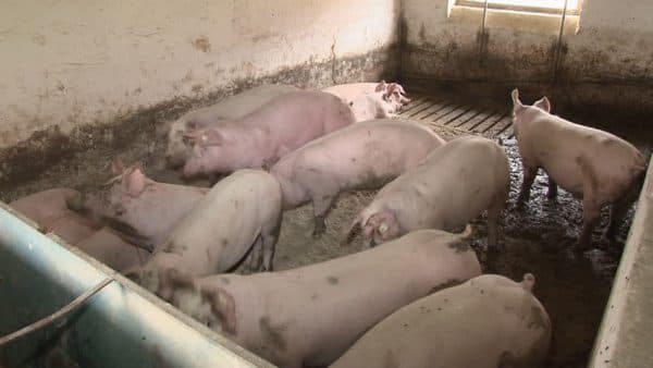 Ветеринарные правила содержания свиней