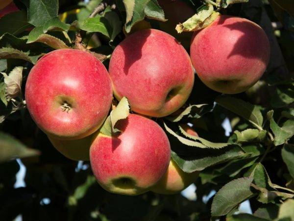 Стелющаяся яблони: посадка, уход, обрезка