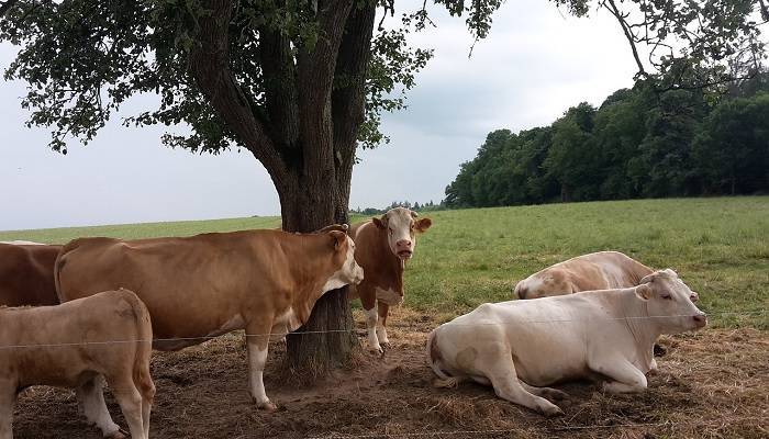 Бонитировка скота. инструкция по бонитировке крупного рогатого скота молочных и молочно — мясных пород