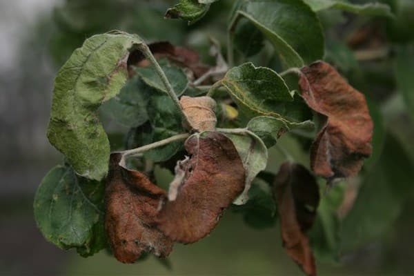 Вянут листья у яблони: что делать и почему это происходит, чем лечить
