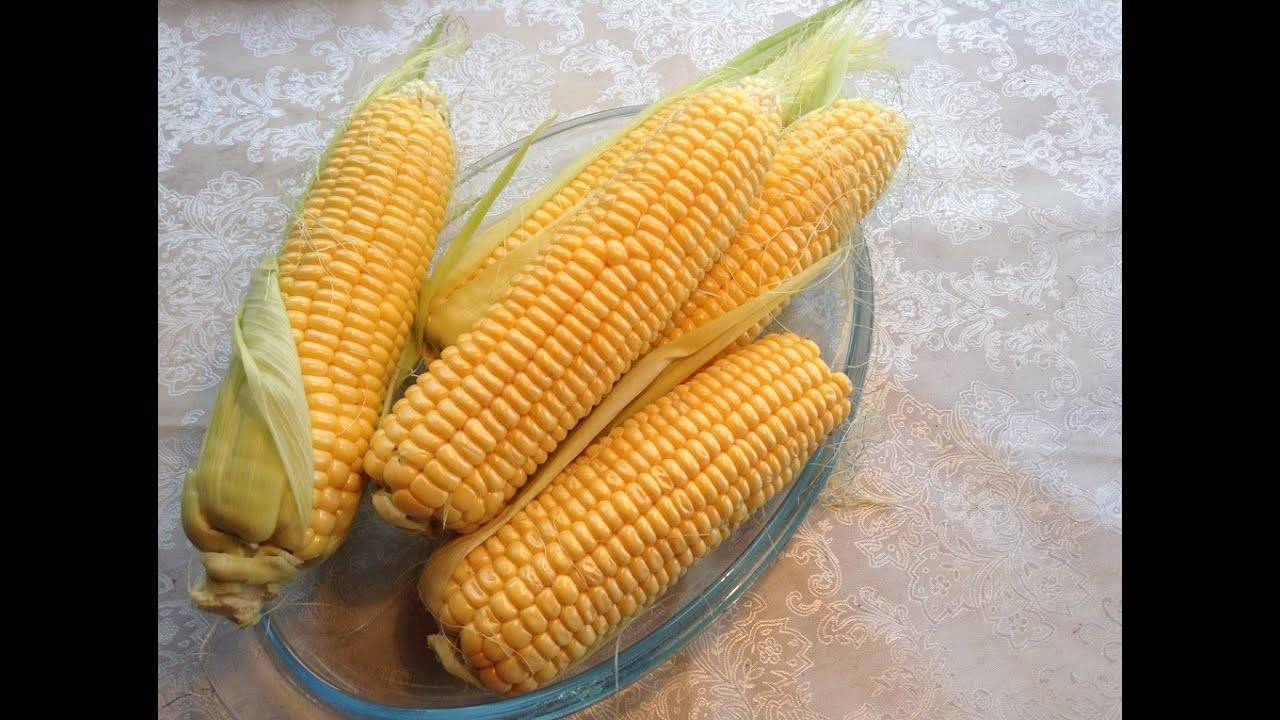 ТОП 50 лучших сортов кукурузы с описанием и характеристиками
