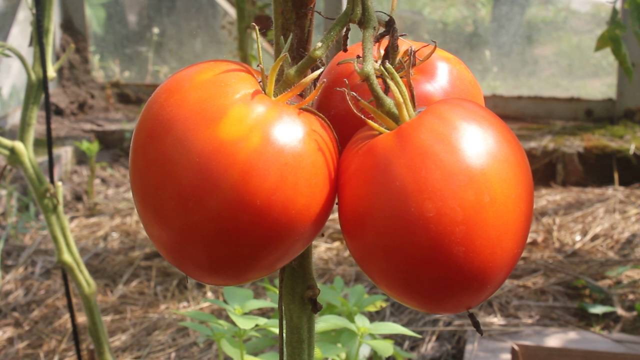 Томат сват f1: описание и характеристика сорта, урожайность с фото