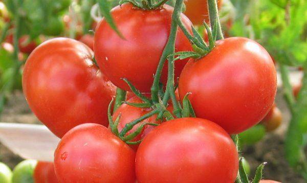 Томат любаша характеристика и описание сорта. фантастические ранние помидоры.