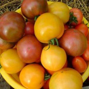 Красивый и вкусный томат «русский богатырь»: описание сорта, особенности выращивания, применение помидоров