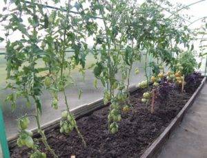 Рекордная урожайность с томатом «краснобай f1»: описание сорта и выращивание