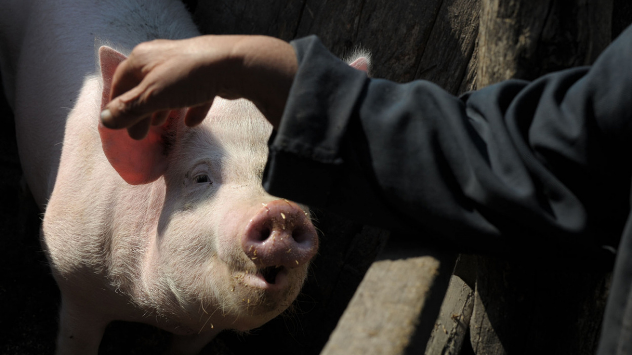 Что едят свиньи и чем их кормить, чтобы быстро росли в домашних условиях