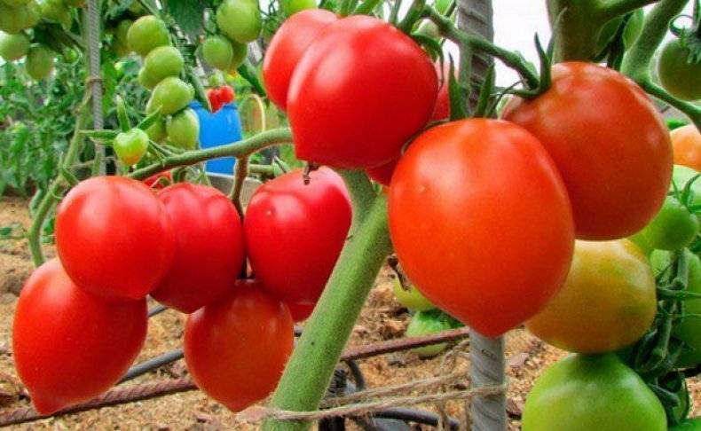 Описание и особенности выращивания томатов сорта рома