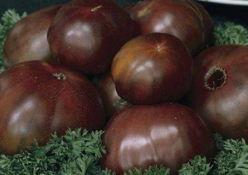 Томат славянка: описание и характеристика сорта, урожайность с фото