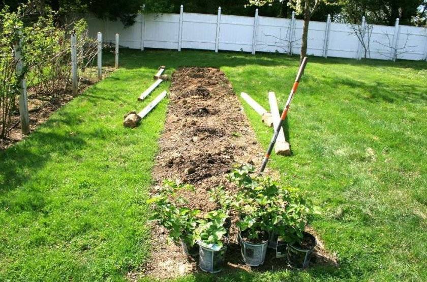 Секреты выращивания садовой ежевики