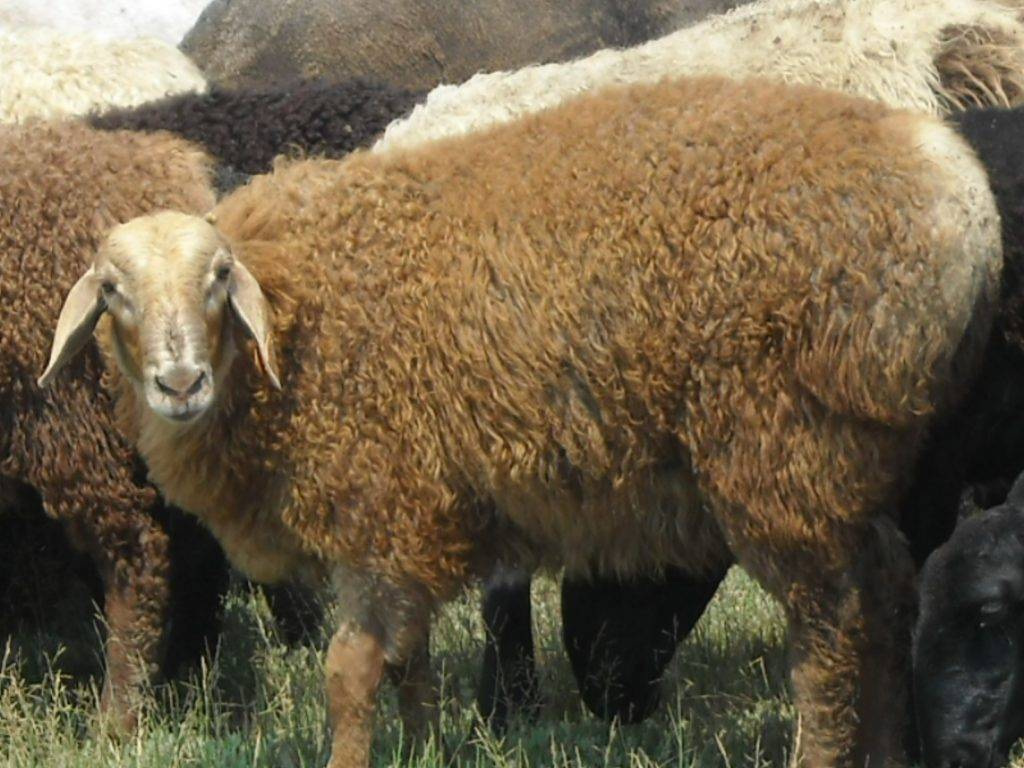 Какой вес барана. Курдючные породы овец. Породы Баранов курдючные. Курдючные овцы и бараны. Ягнята Эдильбаевской породы.