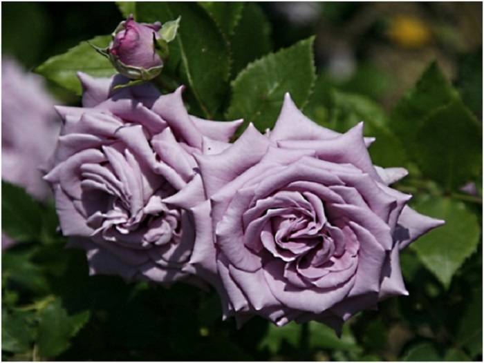 Описание плетистой розы сорта Индиголетта, посадка и уход
