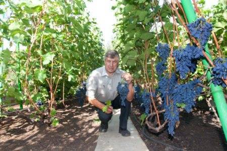 Виноград в теплице: как выращивать в холодных климатических условиях (75  фото-идей)