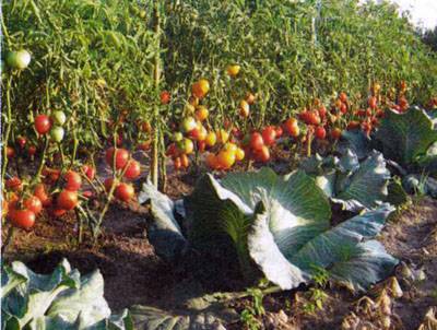 Крупноплодные помидоры «тяжеловес сибири» для регионов с суровыми зимами