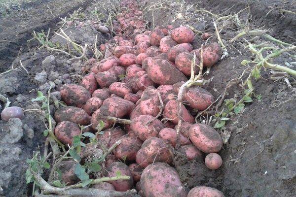 Сколько картофеля нужно для посадки на 1 сотку