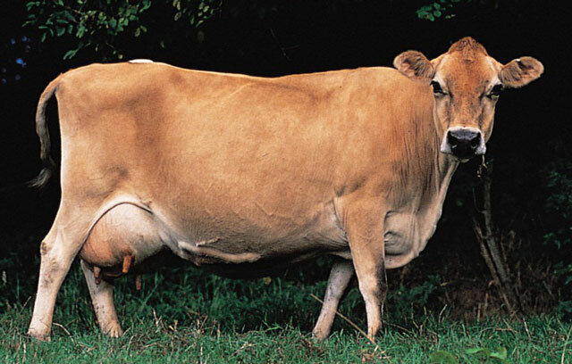 Разведение мясных коров: особенности и перспективы