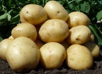Описание и характеристика картофеля сорт «красавчик»