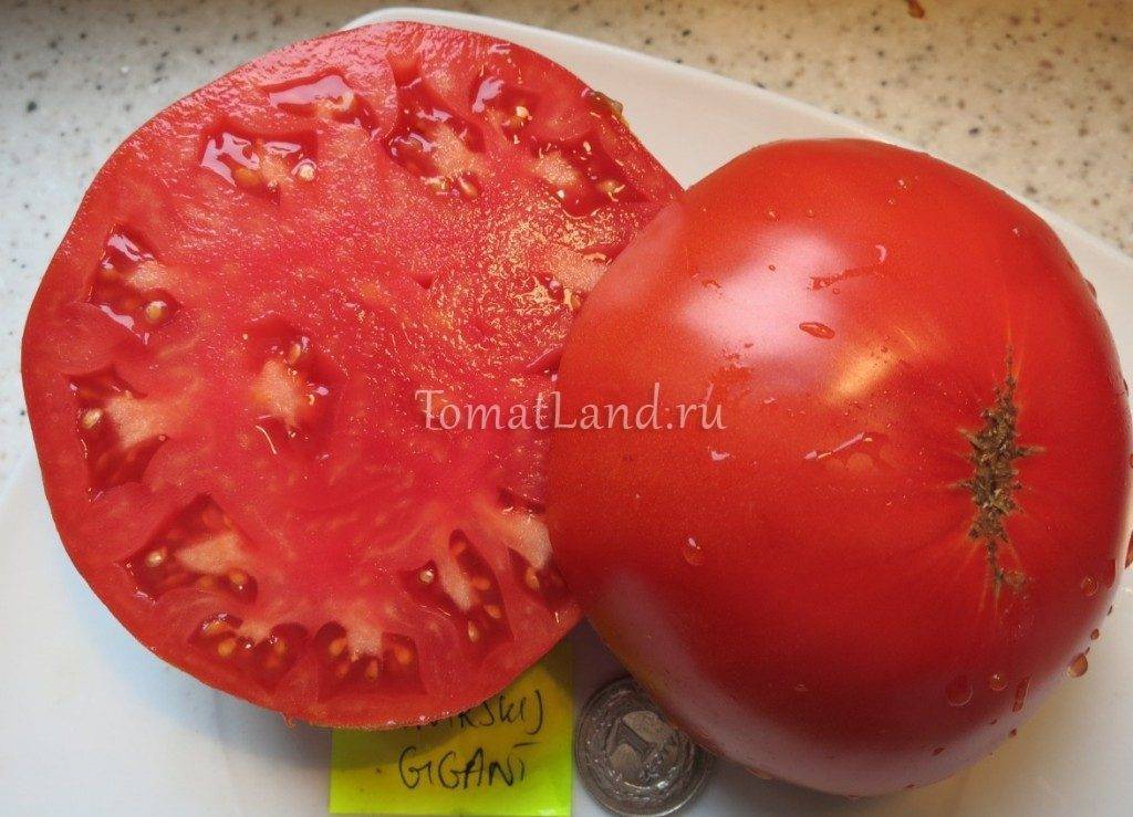 Сорт помидора «сибирский гигант»: фото, отзывы, описание, характеристика, урожайность