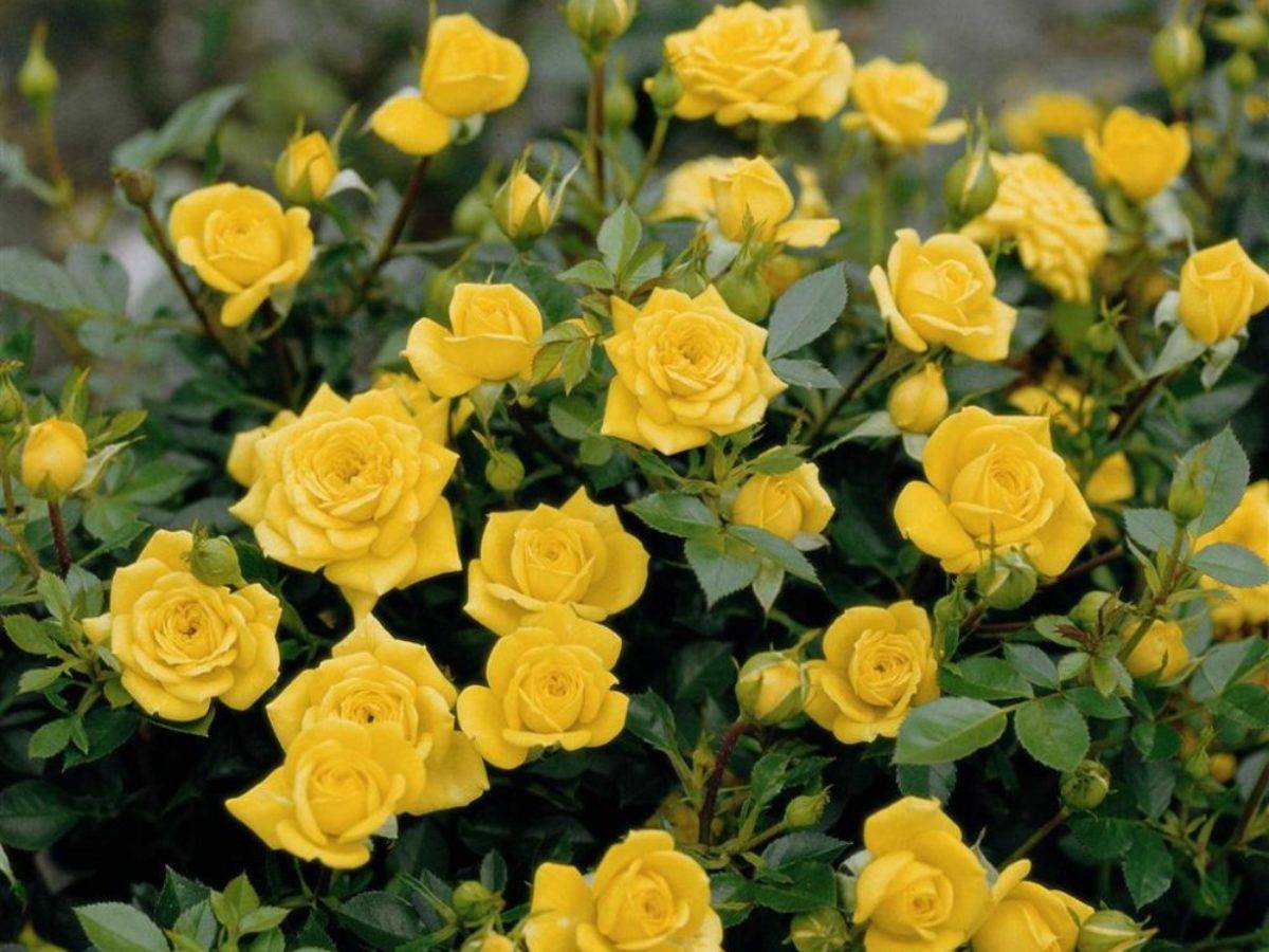 Лучшие сорта роз для цветника в саду с фото и названиями
