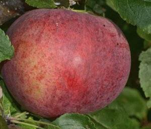 Яблоня аркадик — особенности сорта