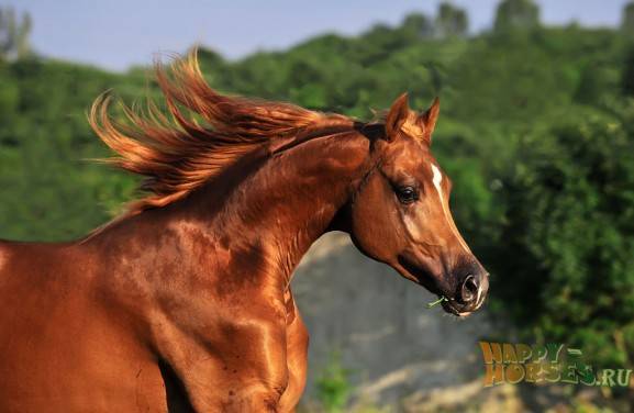 Описание чистокровных арабских лошадей и правила ухода за ними