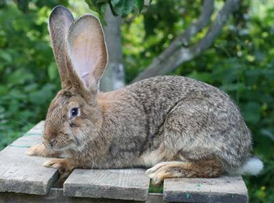 Полное описание пород кроликов великанов, их разведение и выращивание