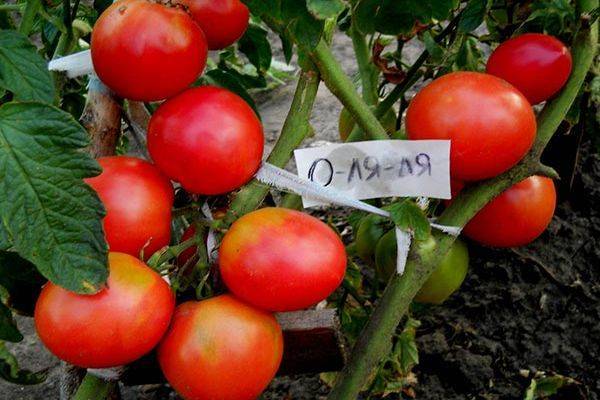 Характеристика и описание сорта томата Ля Ля Фа, его урожайность