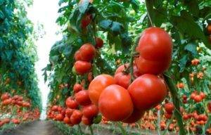 Характеристика и описание сорта томата Фенда, его урожайность