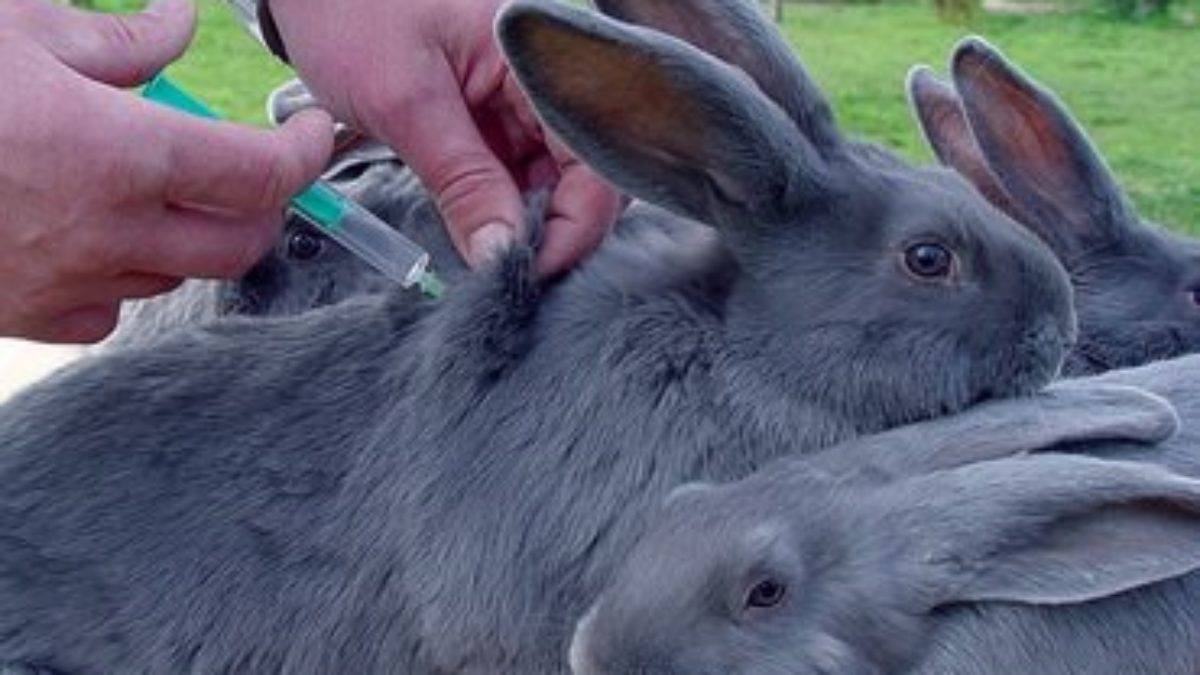 Вакцинация кроликов в домашних условиях для начинающих