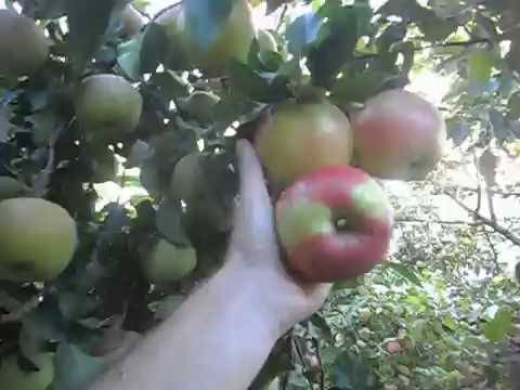Яблоня услада: особенности сорта и ухода