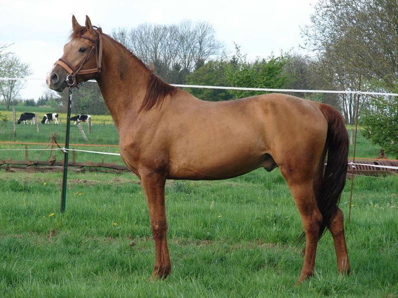 Буденновская порода спортивных лошадей