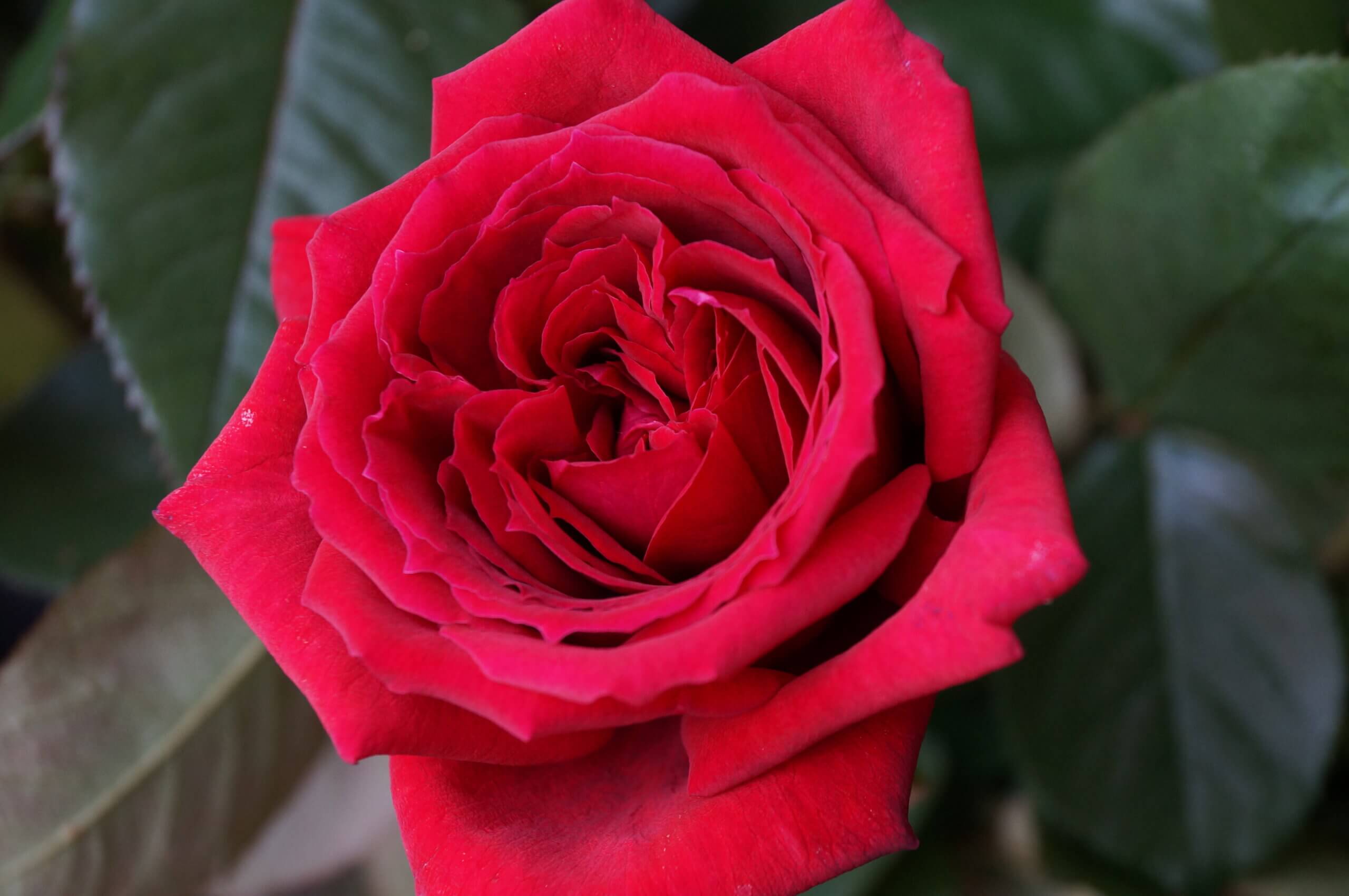 Описание и характеристики лучших сортов коричневых роз