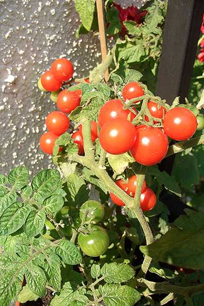 Выращивание сорта томата Пуговка, его характеристика и описание