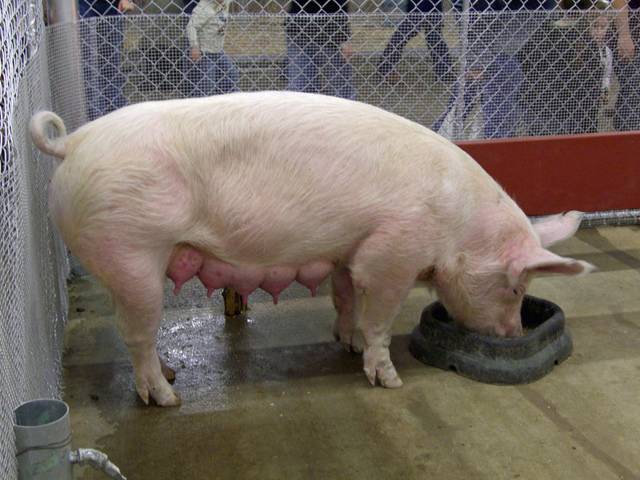 Как содержать мясную породу свиней пьетрен, ее особенности